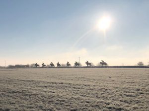 Crisp morning on the gallops